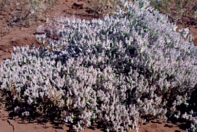 APII jpeg image of Ptilotus murrayi  © contact APII