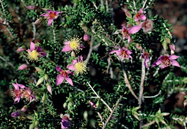 APII jpeg image of Calytrix truncatifolia  © contact APII