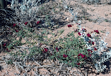 APII jpeg image of Lotus australis  © contact APII