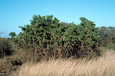 APII jpeg image of Ipomoea costata  © contact APII