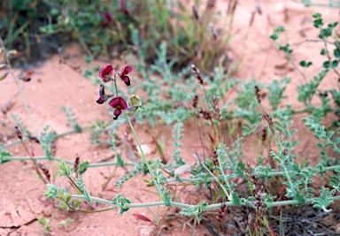 APII jpeg image of Swainsona beasleyana  © contact APII