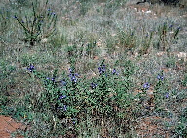 APII jpeg image of Stemodia grossa  © contact APII