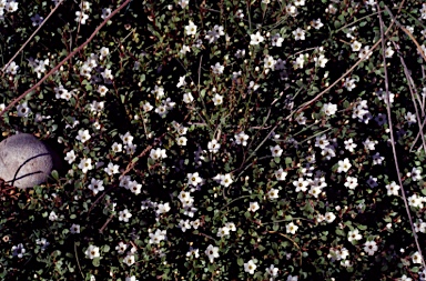 APII jpeg image of Samolus repens  © contact APII