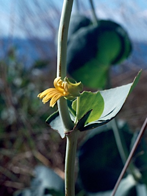 APII jpeg image of Goodenia panduriformis  © contact APII