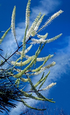 APII jpeg image of Grevillea pyramidalis  © contact APII