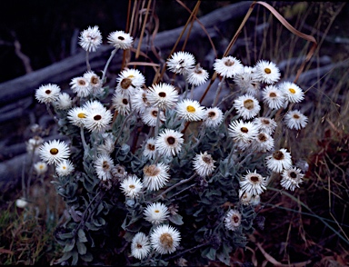 APII jpeg image of Coronidium newcastlianum  © contact APII