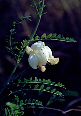 APII jpeg image of Swainsona galegifolia  © contact APII