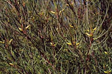 APII jpeg image of Persoonia saundersiana  © contact APII