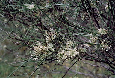 APII jpeg image of Grevillea hakeoides subsp. stenophylla  © contact APII