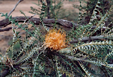 APII jpeg image of Banksia nobilis subsp. nobilis  © contact APII