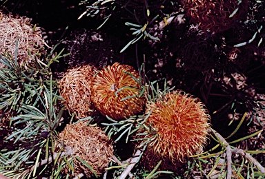 APII jpeg image of Banksia micrantha  © contact APII