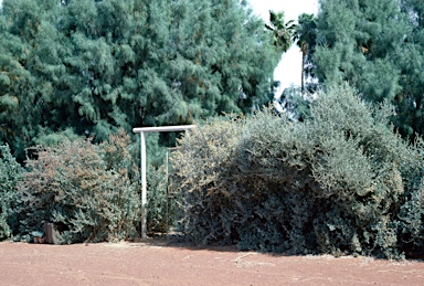 APII jpeg image of Atriplex nummularia  © contact APII