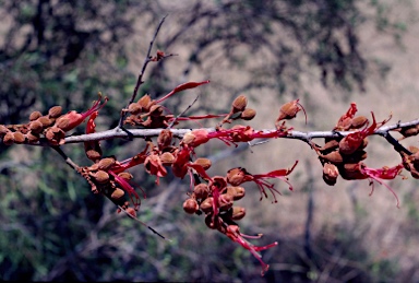 APII jpeg image of Bauhinia carronii  © contact APII