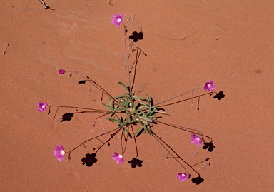 APII jpeg image of Calandrinia remota  © contact APII