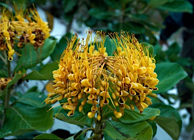 APII jpeg image of Deplanchea tetraphylla  © contact APII