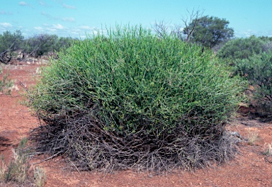 APII jpeg image of Euphorbia sarcostemmoides  © contact APII