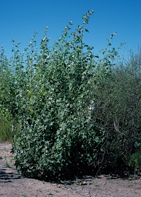APII jpeg image of Malva preissiana  © contact APII
