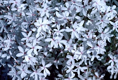 APII jpeg image of Macgregoria racemigera  © contact APII