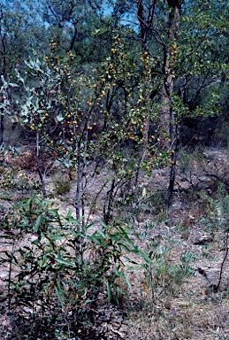 APII jpeg image of Petalostigma banksii  © contact APII