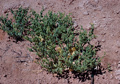 APII jpeg image of Roepera compressa  © contact APII