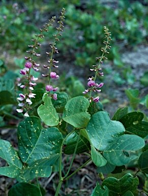 APII jpeg image of Vandasina retusa  © contact APII