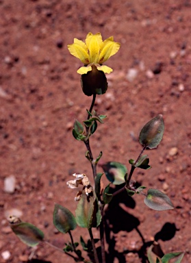 APII jpeg image of Goodenia macrocalyx  © contact APII