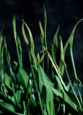 APII jpeg image of Ophioglossum lusitanicum  © contact APII