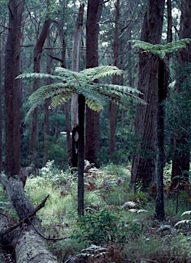 APII jpeg image of Cyathea australis  © contact APII