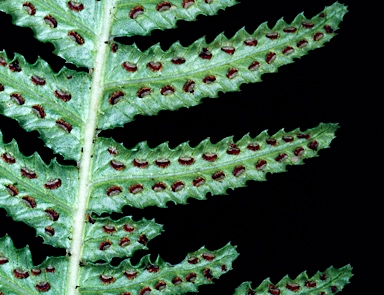 APII jpeg image of Blechnum neohollandicum  © contact APII