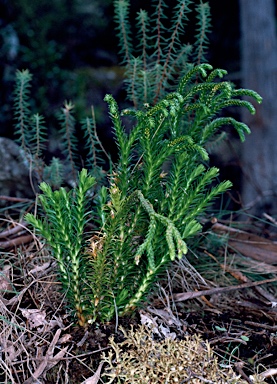 APII jpeg image of Phlegmariurus varius  © contact APII