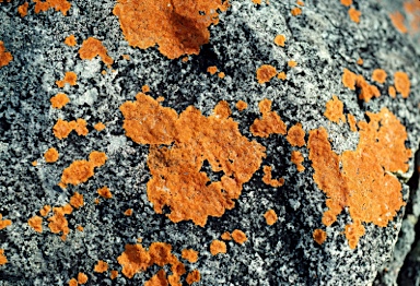 APII jpeg image of Caloplaca cinnabarina  © contact APII