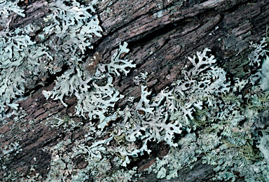 APII jpeg image of Hypogymnia pulverata  © contact APII