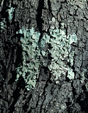 APII jpeg image of Parmotrema tinctorum  © contact APII