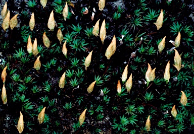 APII jpeg image of Dawsonia longiseta  © contact APII