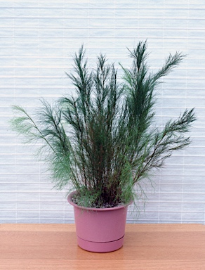 APII jpeg image of Baloskion tetraphyllum  © contact APII