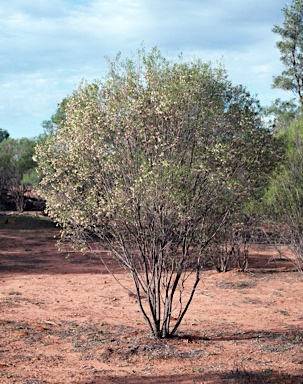 APII jpeg image of Eremophila sturtii  © contact APII