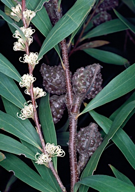 APII jpeg image of Hakea salicifolia subsp. salicifolia  © contact APII