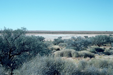 APII jpeg image of Acacia georginae  © contact APII