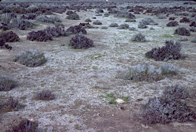 APII jpeg image of Riccia albida  © contact APII