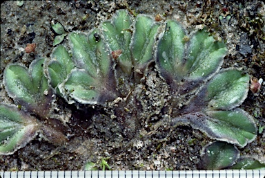 APII jpeg image of Riccia cartilaginosa  © contact APII