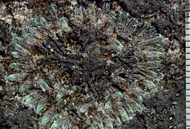 APII jpeg image of Riccia crinita  © contact APII