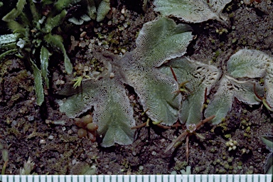 APII jpeg image of Riccia papulosa-glauca cf.  © contact APII