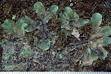 APII jpeg image of Riccia spongiosula  © contact APII