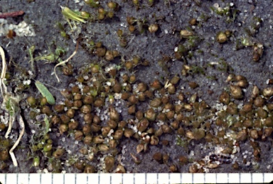 APII jpeg image of Acaulon integrifolium  © contact APII