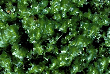 APII jpeg image of Achrophyllum dentatum  © contact APII