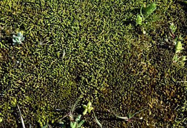 APII jpeg image of Didymodon torquatus  © contact APII