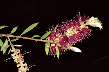 APII jpeg image of Callistemon citrinus 'cv'  © contact APII