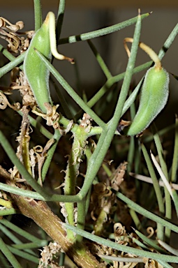 APII jpeg image of Hakea pulvinifera  © contact APII