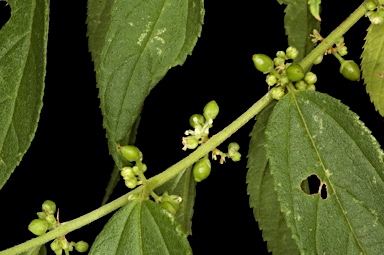 APII jpeg image of Trema tomentosa var. aspera  © contact APII