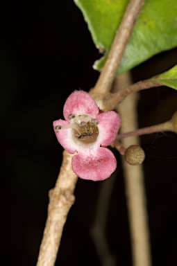 APII jpeg image of Premna lignum-vitae  © contact APII